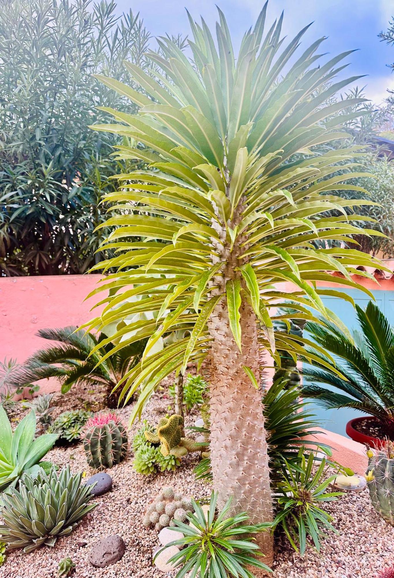 Il Giardino Davanti Al Mare Orosei Eksteriør billede